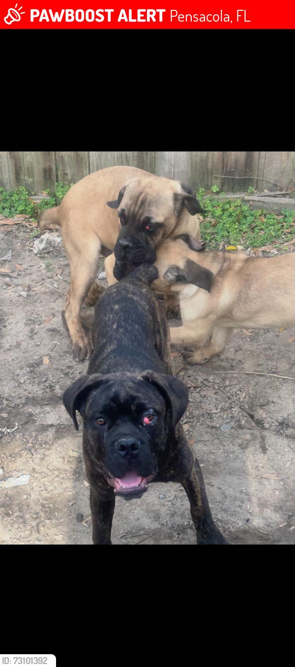 Lost Male Dog last seen Palafox, Pensacola, FL 32501