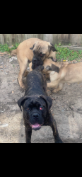Lost Male Dog last seen Palafox, Pensacola, FL 32501