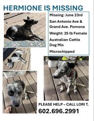 Lost Female Dog last seen San Antonio Ave & Grand Ave Pomona, CA, Pomona, CA 91766