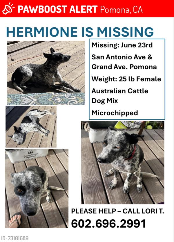 Lost Female Dog last seen San Antonio Ave & Grand Ave Pomona, CA, Pomona, CA 91766