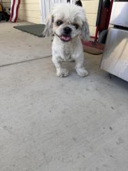 Found/Stray Female Dog last seen Baseline in the corner of jack n the box, Highland, CA 92346