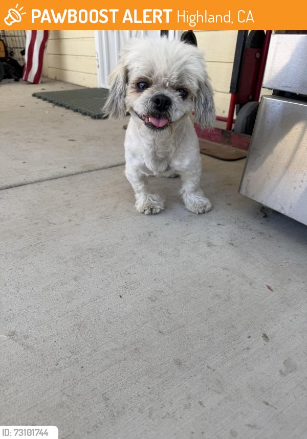 Found/Stray Female Dog last seen Baseline in the corner of jack n the box, Highland, CA 92346