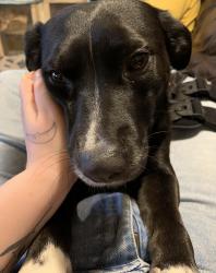 Reunited Female Dog last seen flt branch rd wolfpen gap, Ellijay, GA 30540