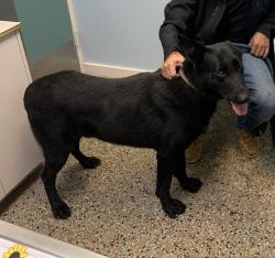 Reunited Male Dog last seen Wiley Park Dr & Falling brooks Dr, Greensboro, NC 27407