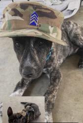 Lost Male Dog last seen Catalin ave, Hemet, CA 92583