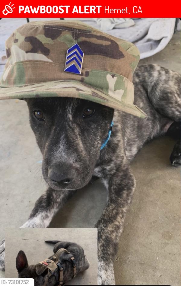 Lost Male Dog last seen Catalin ave, Hemet, CA 92583