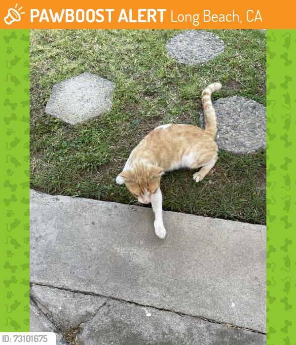 Found/Stray Unknown Cat last seen 15th & Rose Avenue, Long Beach, CA 90813