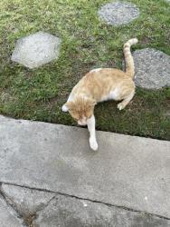 Found/Stray Unknown Cat last seen 15th & Rose Avenue, Long Beach, CA 90813