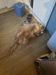Reunited Male Cat last seen River Road , Littlehampton, West Sussex, England BN17