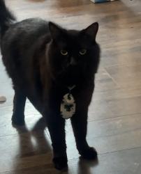 Reunited Male Cat last seen Oak aveenue, Folsom, CA 95630
