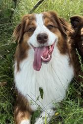 Lost Male Dog last seen Near Burr Street, Crown Point, Indiana 46307, Crown Point, IN 46307
