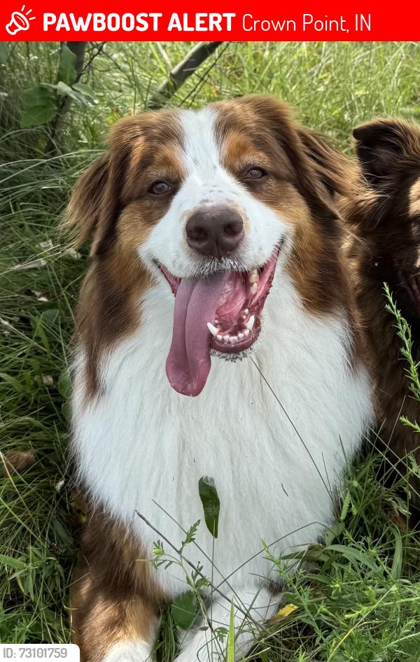 Lost Male Dog last seen Near Burr Street, Crown Point, Indiana 46307, Crown Point, IN 46307