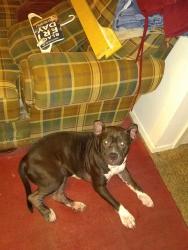 Reunited Female Dog last seen Hwy 21 and 15th Street, Bryan, TX 77803