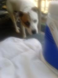 Lost Male Dog last seen Near research Park Dr Riverside CA 92507, Riverside, CA 92507