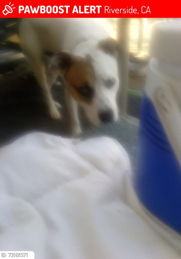Lost Male Dog last seen Near research Park Dr Riverside CA 92507, Riverside, CA 92507