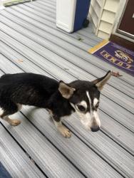 Found/Stray Female Dog last seen Jessup Road, Richmond, VA 23234