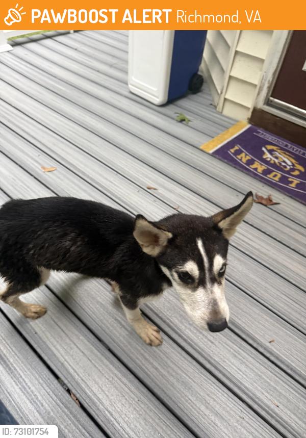 Found/Stray Female Dog last seen Jessup Road, Richmond, VA 23234