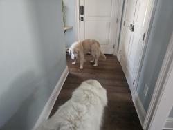Reunited Unknown Dog last seen HAMPTON/GLENCOE, Winter Park, FL 32789