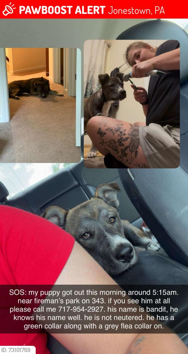 Lost Male Dog last seen Near s pine grove st jonestown pa 17038, Jonestown, PA 17038