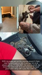 Lost Male Dog last seen Near s pine grove st jonestown pa 17038, Jonestown, PA 17038