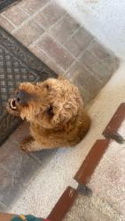 Found/Stray Male Dog last seen Across from Apple Valley Motel, Apple Valley, CA 92307