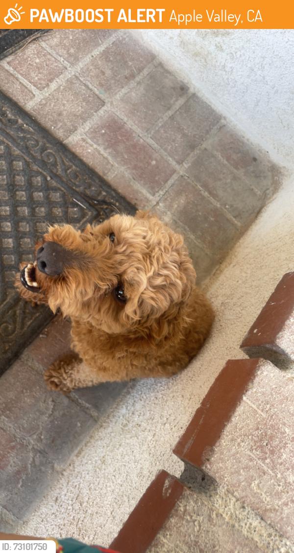 Found/Stray Male Dog last seen Across from Apple Valley Motel, Apple Valley, CA 92307