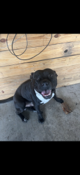Reunited Male Dog last seen g holmes braddock highschool, Miami, FL 33185