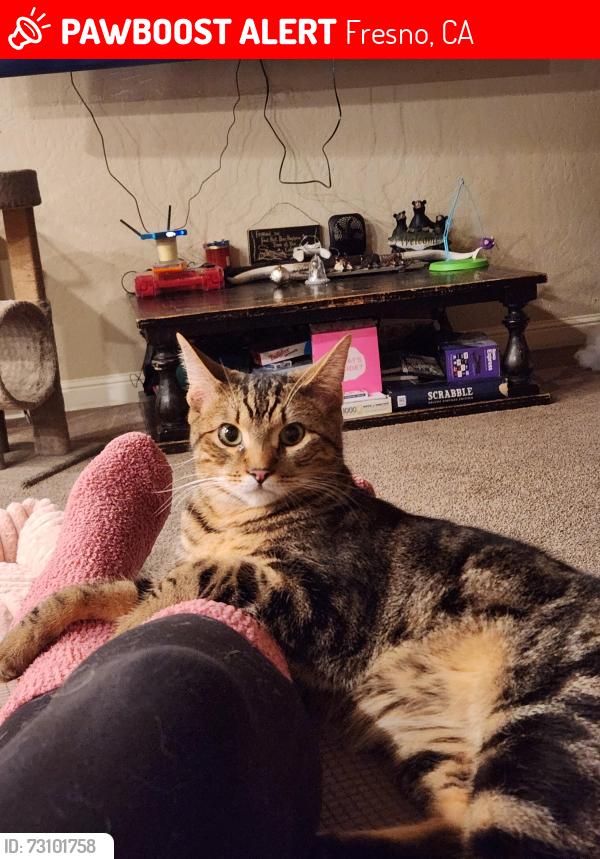 Lost Male Cat last seen spruce and riverside dr, near golf course, Fresno, CA 93722