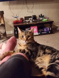 Lost Male Cat last seen spruce and riverside dr, near golf course, Fresno, CA 93722