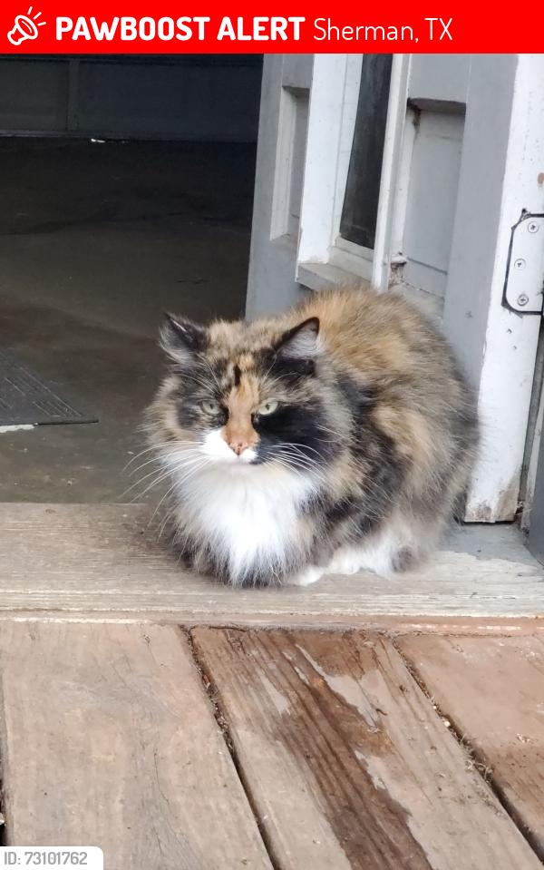 Lost Female Cat last seen Shannon/Dupree Sherman, TX, Sherman, TX 75092