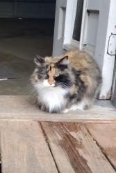 Lost Female Cat last seen Shannon/Dupree Sherman, TX, Sherman, TX 75092
