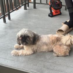 Reunited Male Dog last seen Basin and Treme st, New Orleans, LA 70112