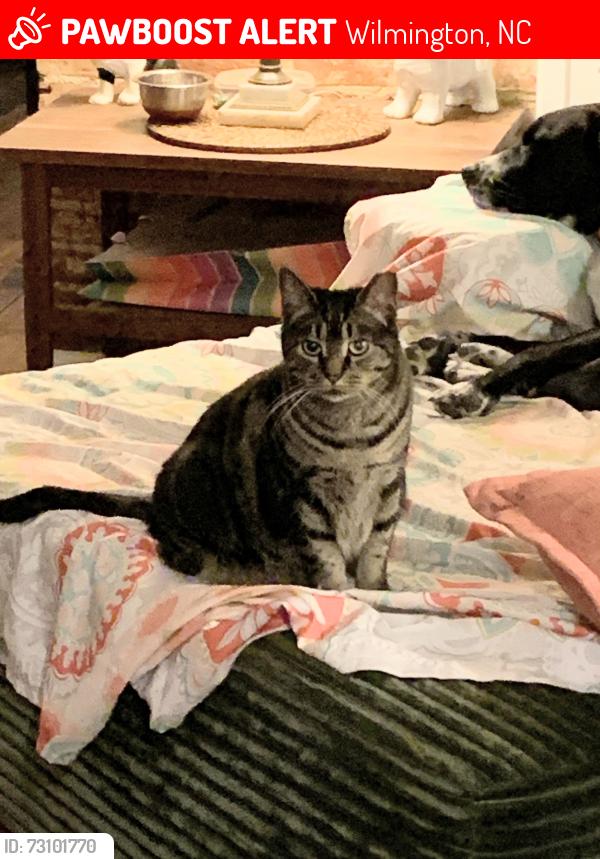 Lost Male Cat last seen Cape Fear Country Club golf course, Wilmington, NC 28403