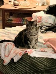 Lost Male Cat last seen Cape Fear Country Club golf course, Wilmington, NC 28403
