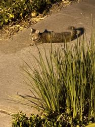 Found/Stray Unknown Cat last seen Caminito Eastbluff complex (near unit 122), San Diego, CA 92037