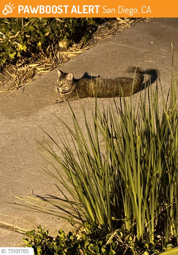 Found/Stray Unknown Cat last seen Caminito Eastbluff complex (near unit 122), San Diego, CA 92037