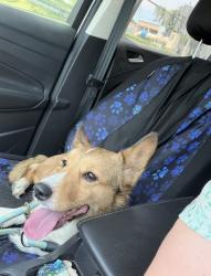 Reunited Female Dog last seen Evers and Wurzbach, San Antonio, TX 78238