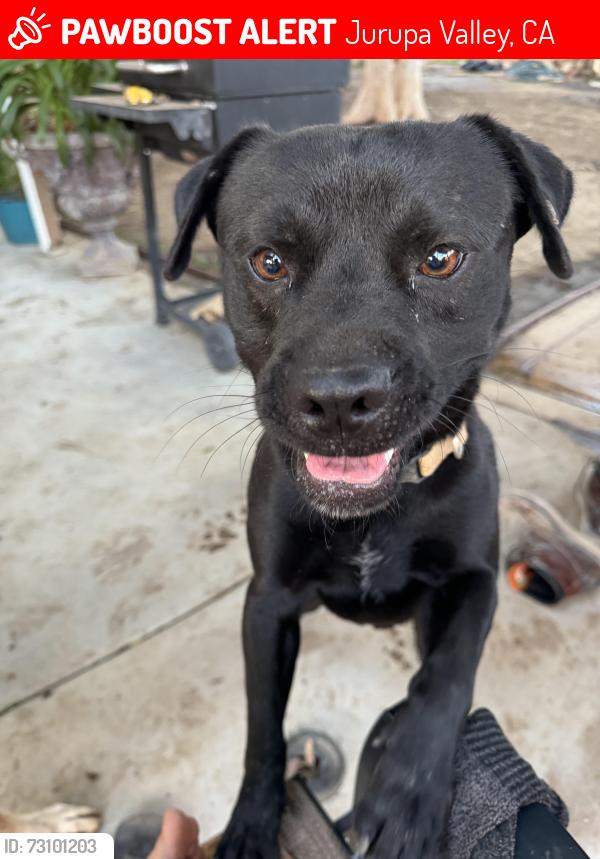 Lost Male Dog last seen Hastings and Hunter St., Jurupa Valley, CA 91752