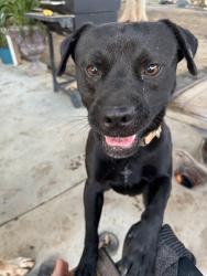 Lost Male Dog last seen Hastings and Hunter St., Jurupa Valley, CA 91752