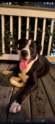 Reunited Male Dog last seen West 131st Cleveland Ohio 44111, Cleveland, OH 44111