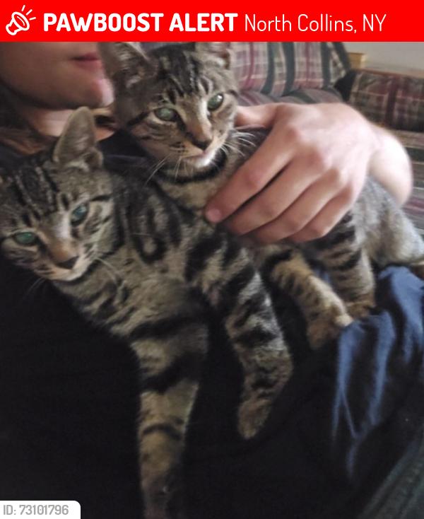 Lost Male Cat last seen Rt75, North Collins, NY 14111