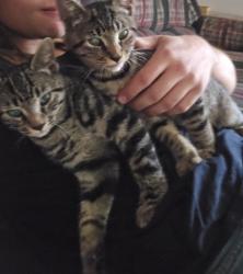 Lost Male Cat last seen Rt75, North Collins, NY 14111