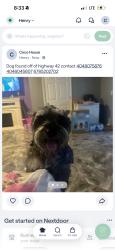 Found/Stray Male Dog last seen Highway 42, McDonough, GA 30253
