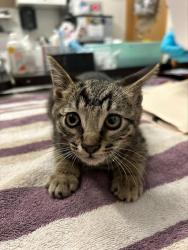 Shelter Stray Male Cat last seen Near BLOCK BLANDING, 1590 Fortmann Way, Alameda, CA 94501, USA