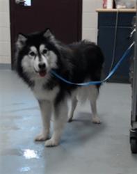 Shelter Stray Male Dog last seen Near BUNCE RD, FAYETTEVILLE NC 28314, 4704 Corporation Dr, Fayetteville, NC 28306, USA