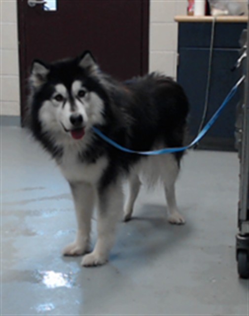 Shelter Stray Male Dog last seen Near BUNCE RD, FAYETTEVILLE NC 28314, 4704 Corporation Dr, Fayetteville, NC 28306, USA