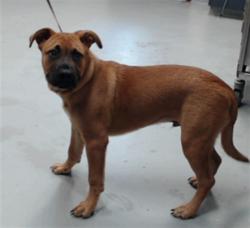 Shelter Stray Male Dog last seen Near OWEN DR, FAYETTEVILLE NC 28304, 4704 Corporation Dr, Fayetteville, NC 28306, USA