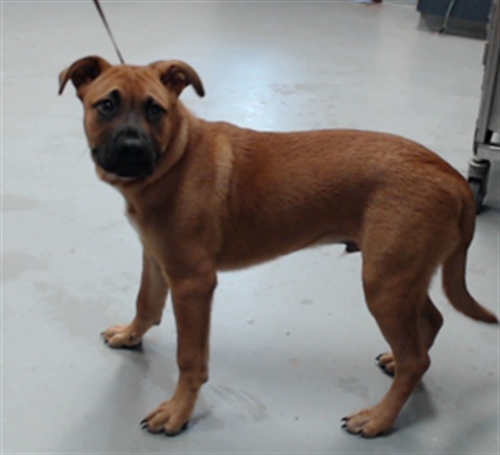Shelter Stray Male Dog last seen Near OWEN DR, FAYETTEVILLE NC 28304, 4704 Corporation Dr, Fayetteville, NC 28306, USA