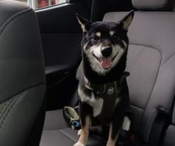 Reunited Male Dog last seen Near W Wildwood Dr, San Antonio, TX 78212, San Antonio, TX 78212