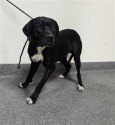 Shelter Stray Male Dog last seen , 3201 Lacy St, Los Angeles, CA 90031, USA